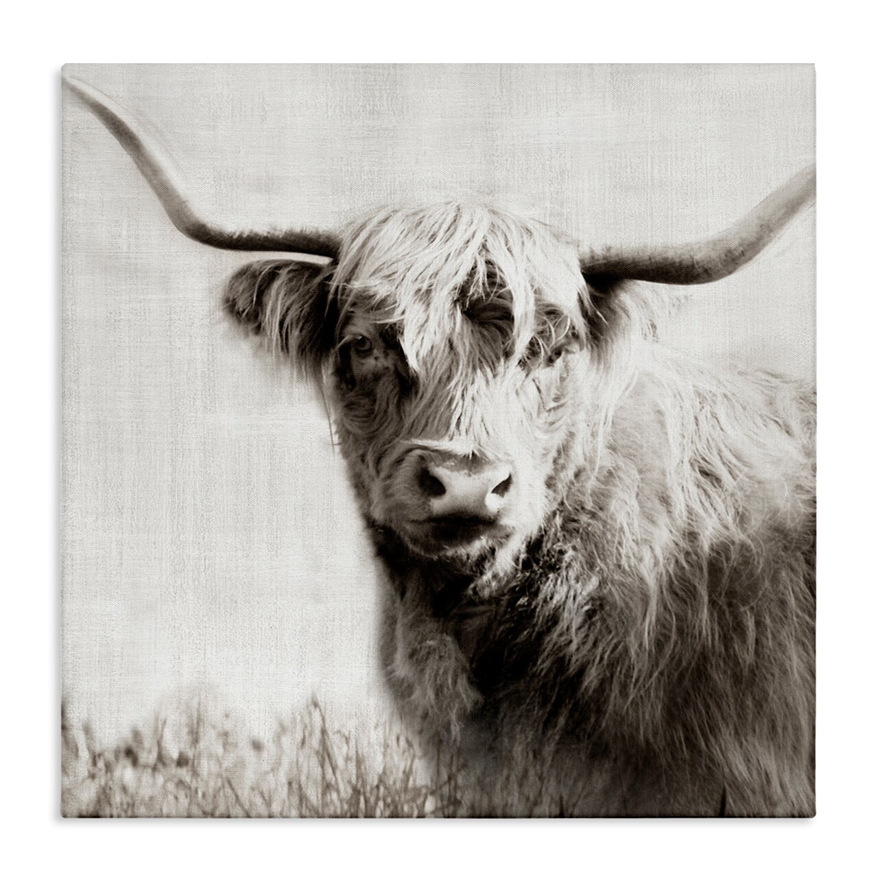Stupell Industries Black & White Highland Cow Canvas Wall Art Design by Danita Delimont